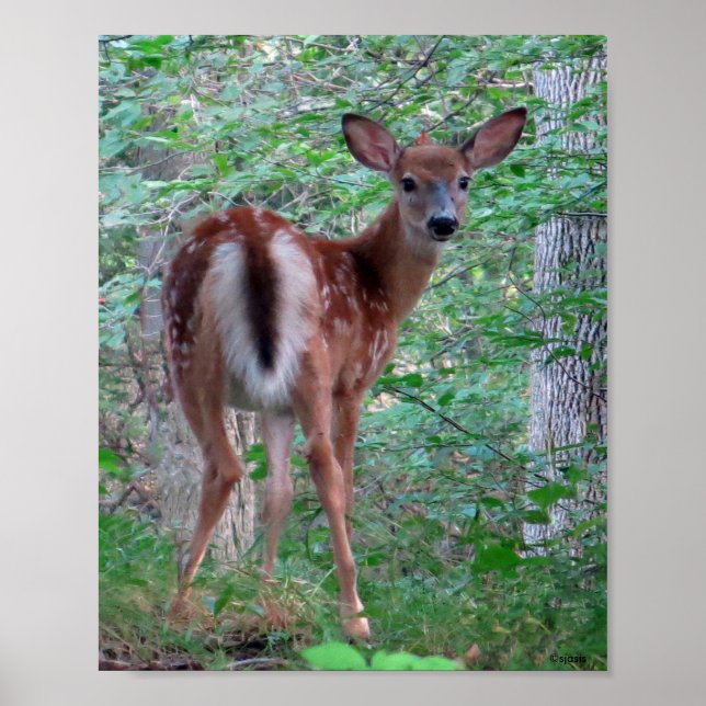 Poster Flambée Fawn (Devant)