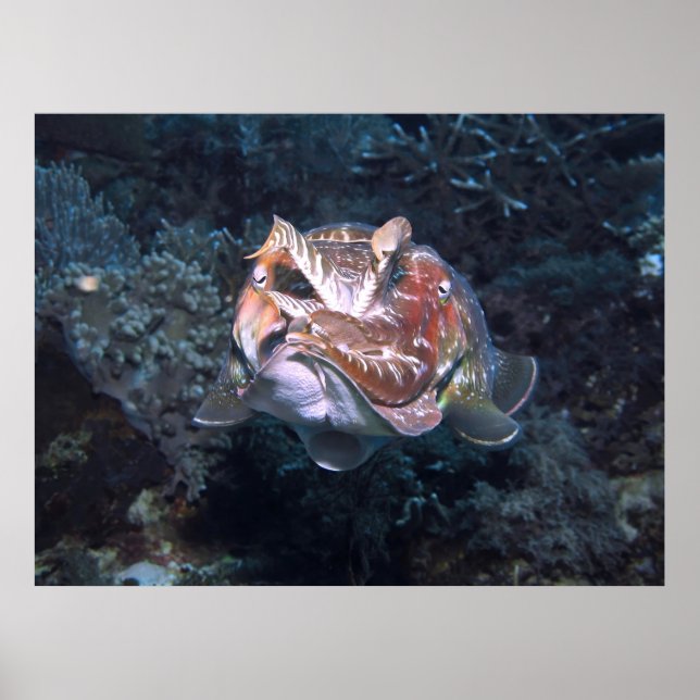 Poster Flash Siphon (Devant)