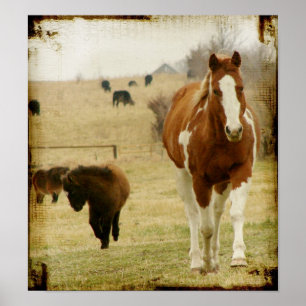 Poster Flashy et le Mini Horse Filly
