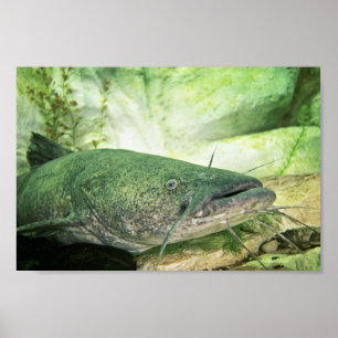 Poster Flathead CatFish