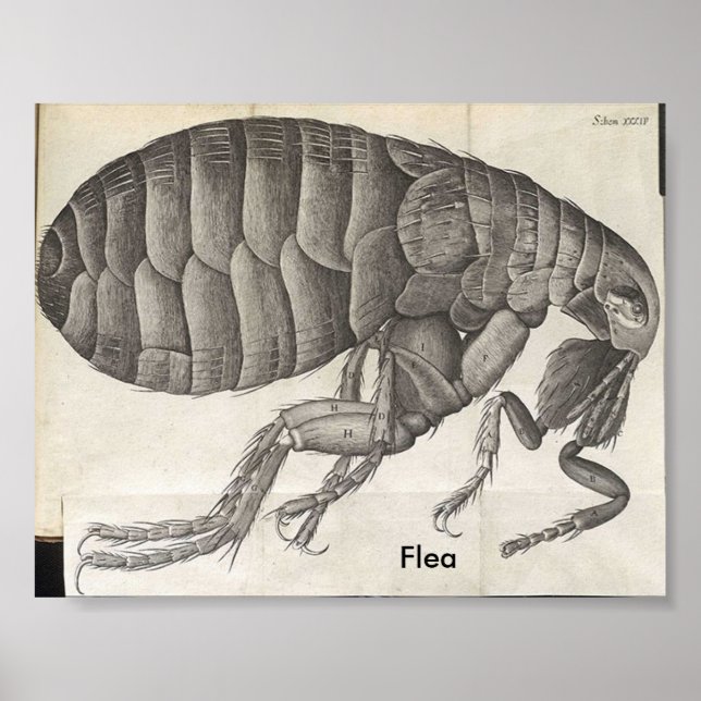Poster Flea, (Devant)