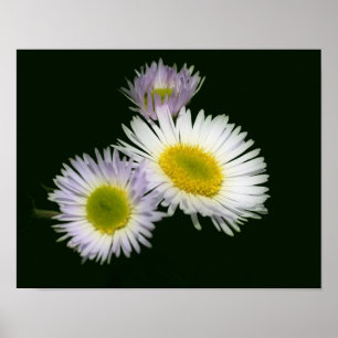 Poster Fleabane sauvage Fleur de marguerite