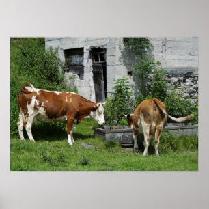 Poster Fleckvieh soif