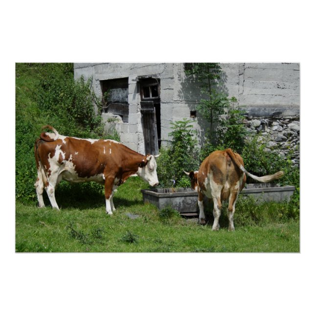 Poster Fleckvieh soif (Devant)