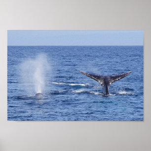 Poster Flet de queue de baleines grises et coup - copie