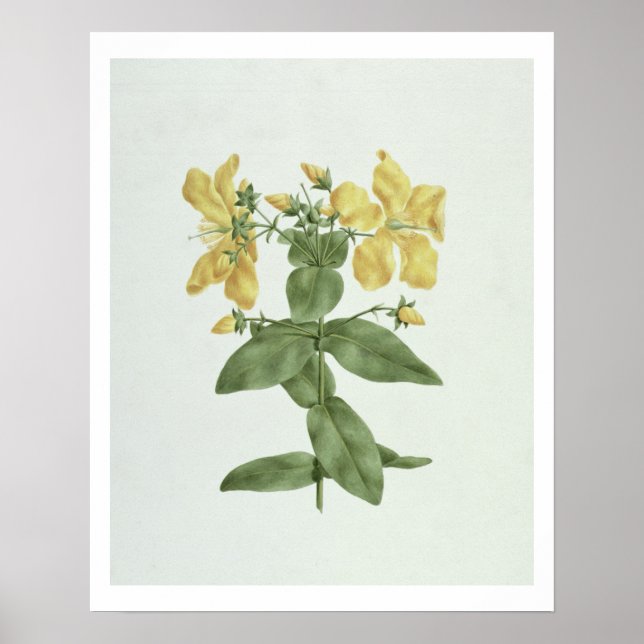 Poster Flétan (Hypericum quartinianum) (w/c (Devant)