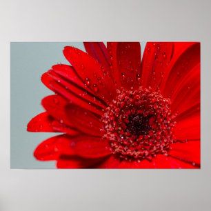 Poster fleur