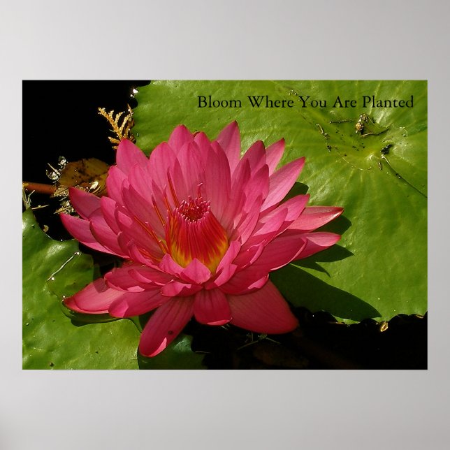 Poster Fleur (Devant)