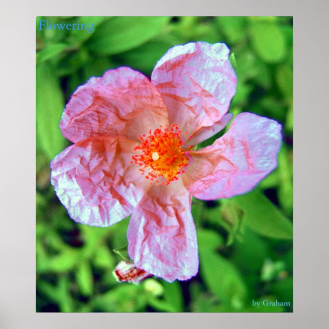 Poster Fleur (Devant)
