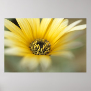 Poster Fleur #1 marguerite jaune