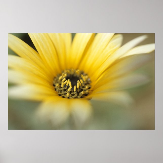 Poster Fleur #1 marguerite jaune (Devant)