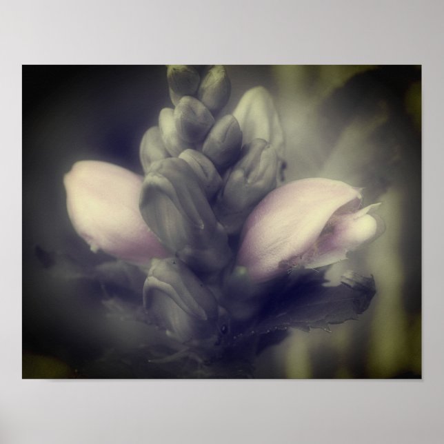 Poster Fleur À Tête De Turc En Couleur Partielle (Devant)