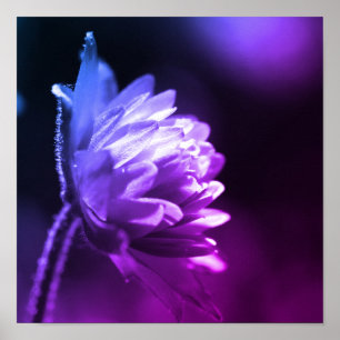 Poster Fleur Au Soleil Noir Et Blanc Couleur Tint