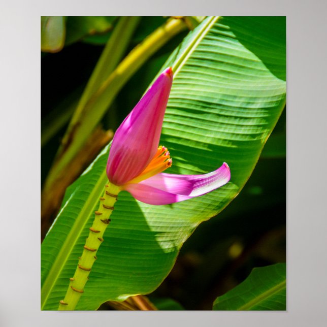 Poster Fleur banane, Jardins Limahuli, Kauai Vertical (Devant)