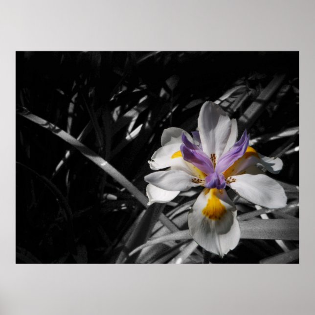Poster Fleur - Blanc Jaune Violet (Devant)