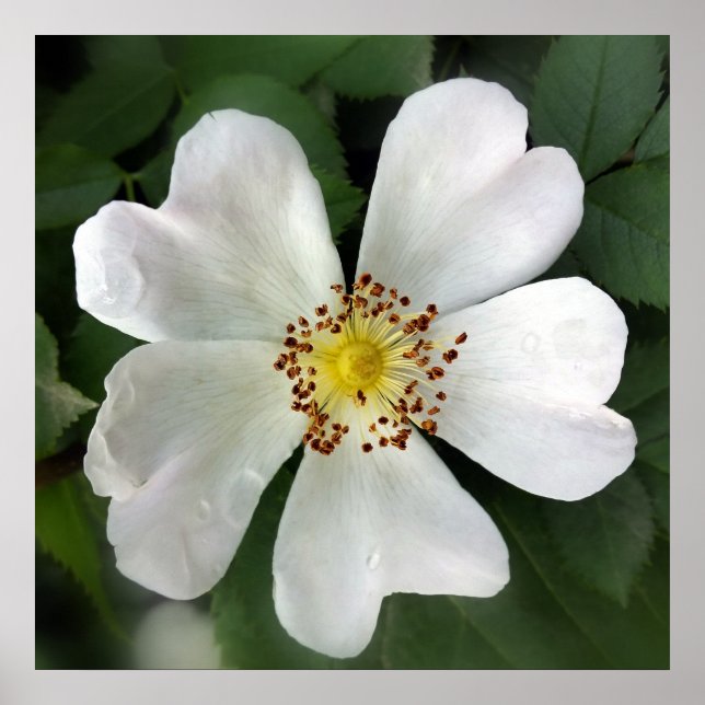 Poster fleur blanche (Devant)