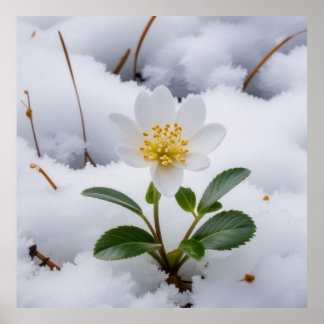 Poster fleur blanche