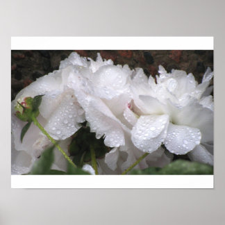 Poster Fleur blanche