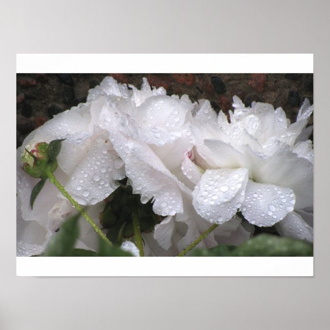 Poster Fleur blanche (Devant)