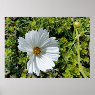 Poster fleur blanche brillante