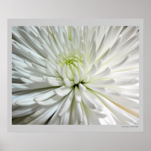 Poster Fleur blanche Chrysanthemum Fleur Fleurs Photo