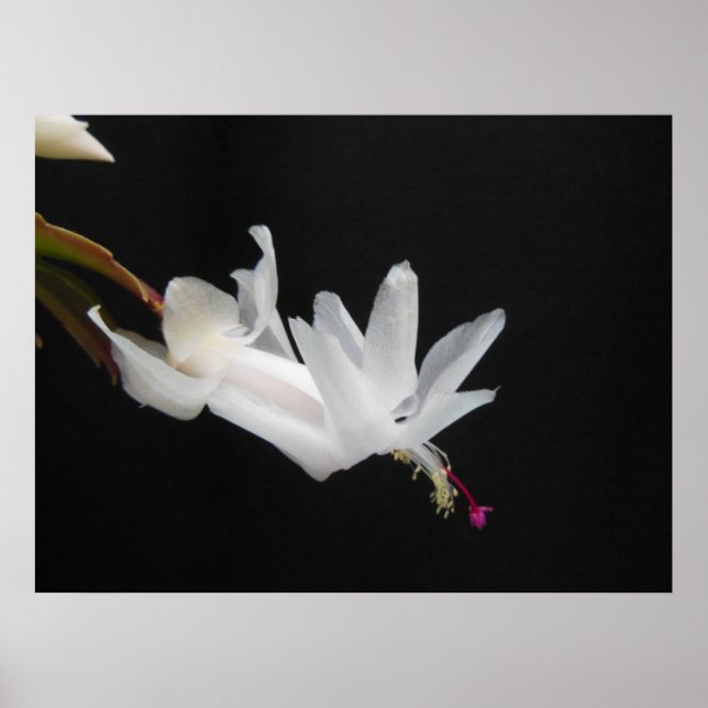 Poster Fleur blanche de cactus de Noël (Devant)