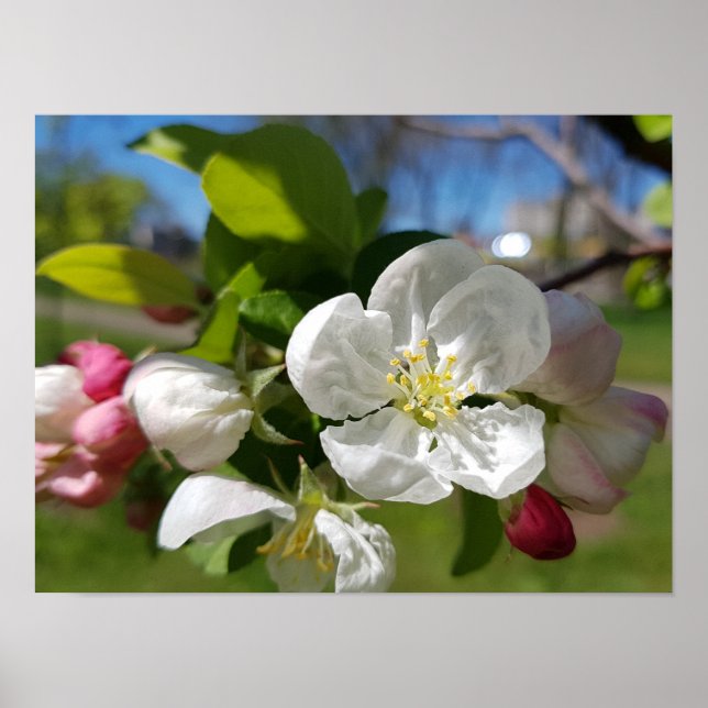 Poster Fleur blanche de pommier. Printemps (Devant)