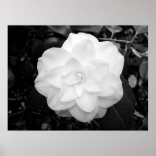 Poster Fleur blanche. (noir et blanc)