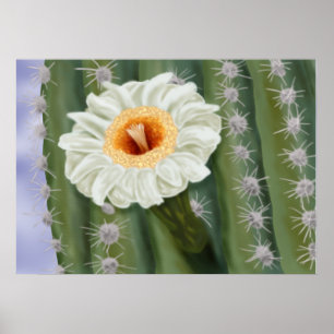 Poster Fleur blanche Saguaro Cactus illustrée