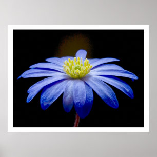 Poster Fleur bleu unique contre le noir