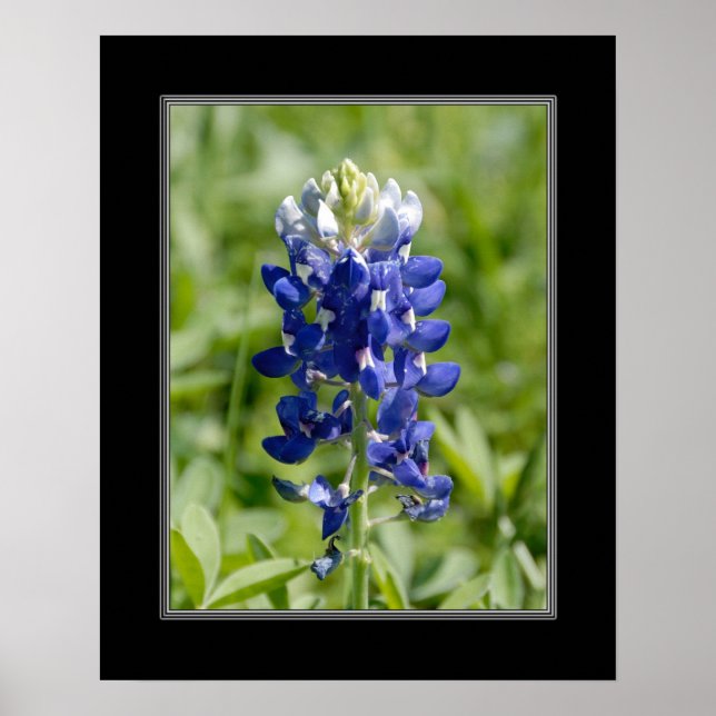 Poster Fleur Blubonnet Texas 16x20 (Devant)