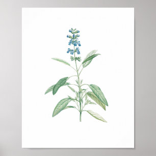 Poster Fleur botanique vintage Sage