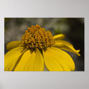 Poster Fleur Brittlebrush du désert