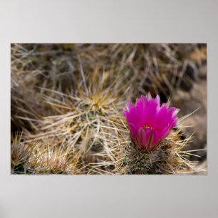 Poster Fleur Cactus