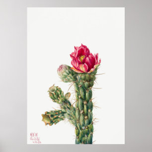 Poster Fleur Cactus