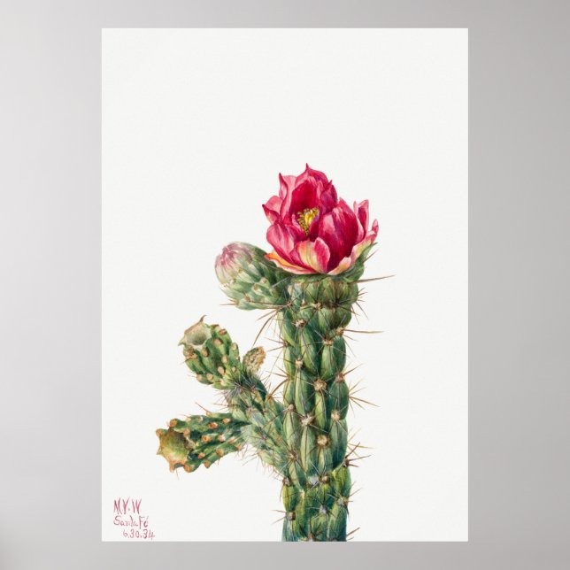 Poster Fleur Cactus (Devant)