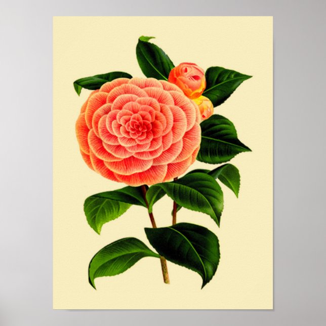 Poster Fleur Camellia vintage #3 (Devant)