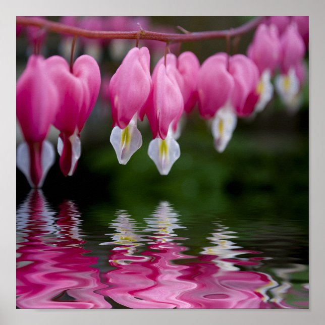 Poster fleur cardiaque saignante (Devant)