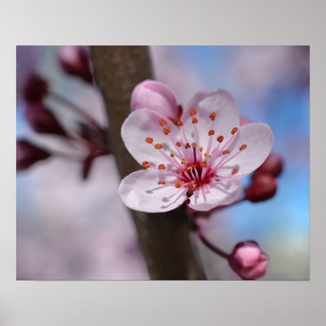 Poster Fleur Cherry Blossom (Devant)