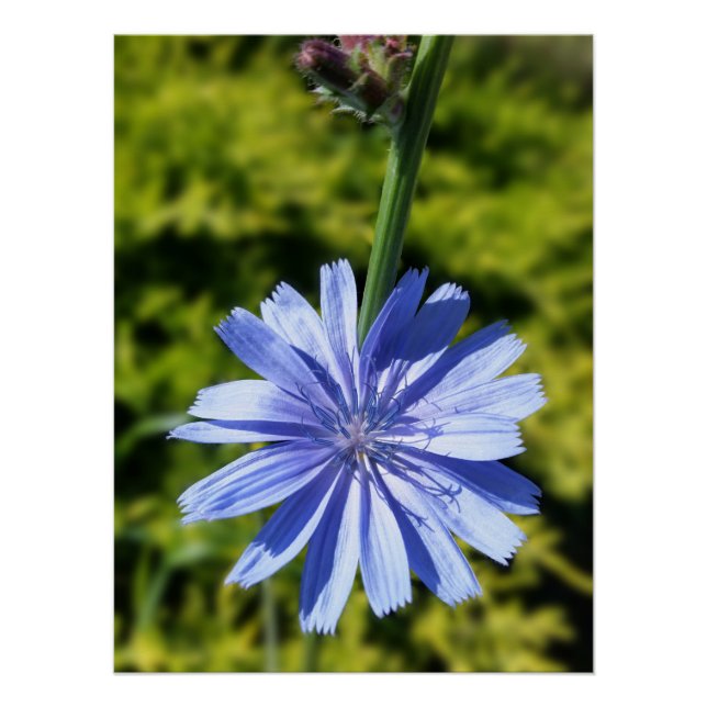Poster Fleur chicorée (Devant)