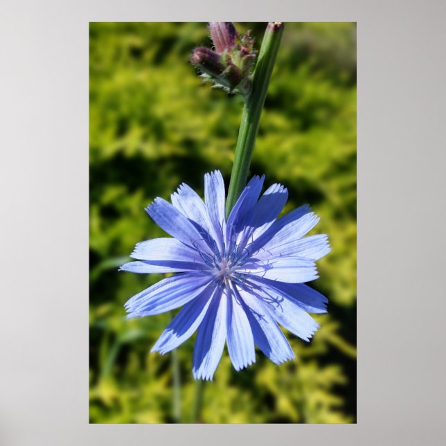 Poster Fleur chicorée (Devant)