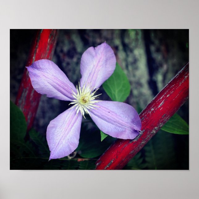 Poster Fleur Clematis à simple lavande (Devant)