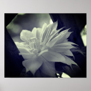 Poster Fleur Clematis Nichée Noir Et Blanc