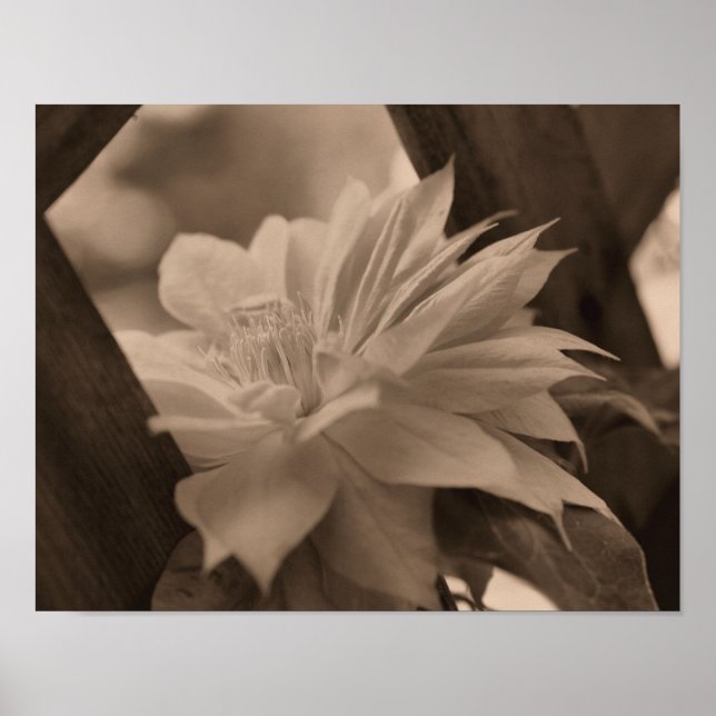 Poster Fleur Clematis Nichée Sur Trellis À Sepia (Devant)