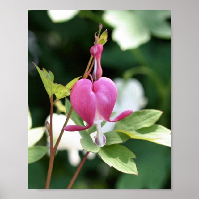 Poster Fleur coeur à saignement rose unique (Devant)