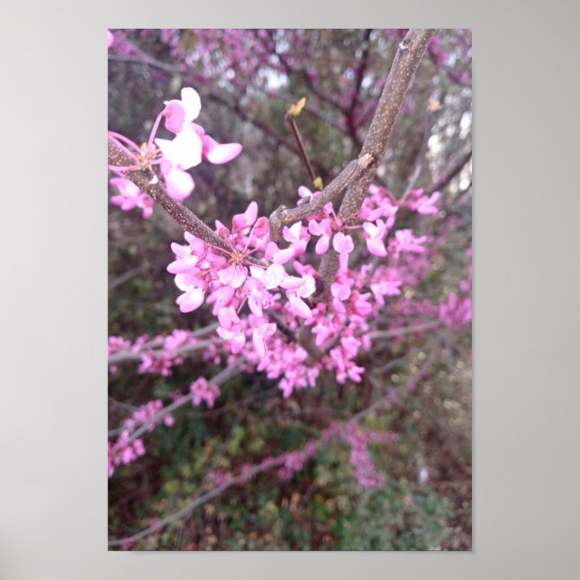 Poster Fleur complète (Devant)