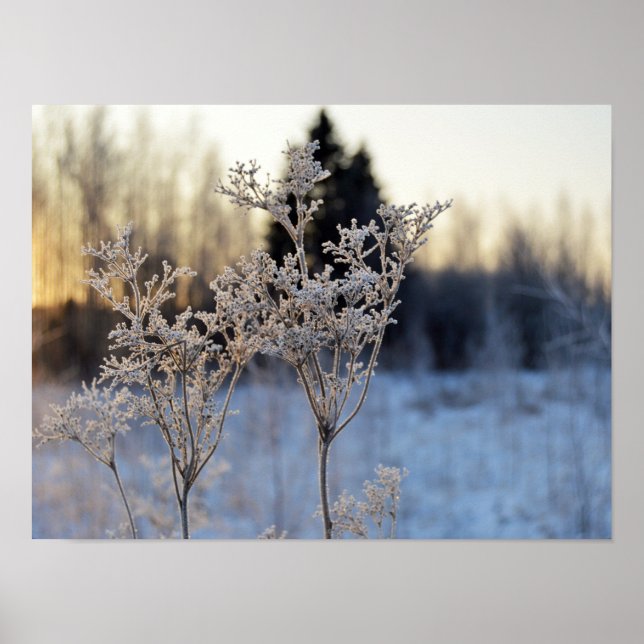Poster Fleur congelée (Devant)