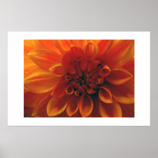 Poster Fleur Dahlia