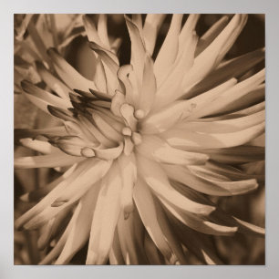 Poster Fleur Dahlia Gros Plan En Sepia Vintage