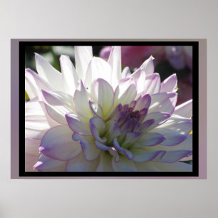 Poster Fleur Dahlia Violet Blanc